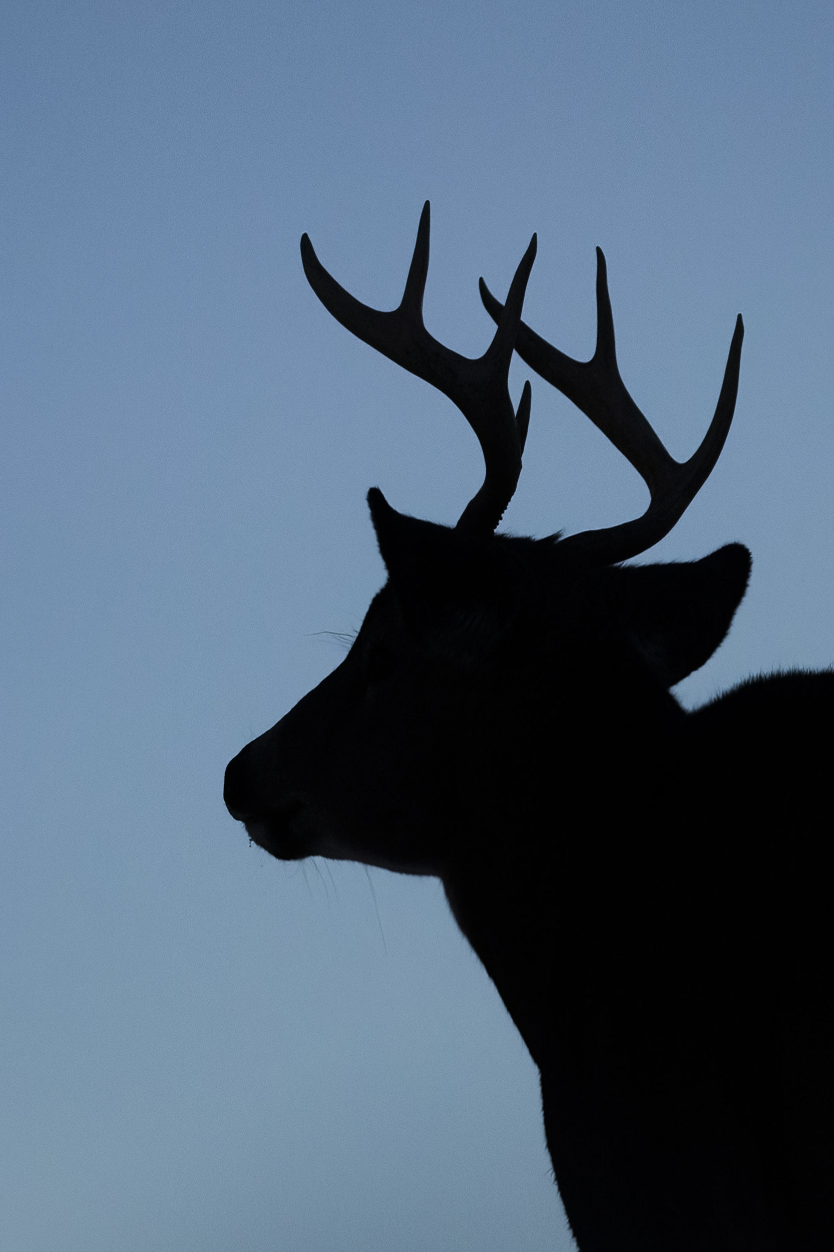 Cerf de Virginie 112