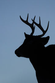 Cerf de Virginie 112