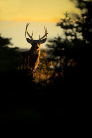 Cerf de Virginie 026