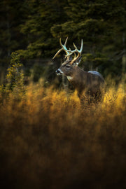 Cerf de Virginie 027