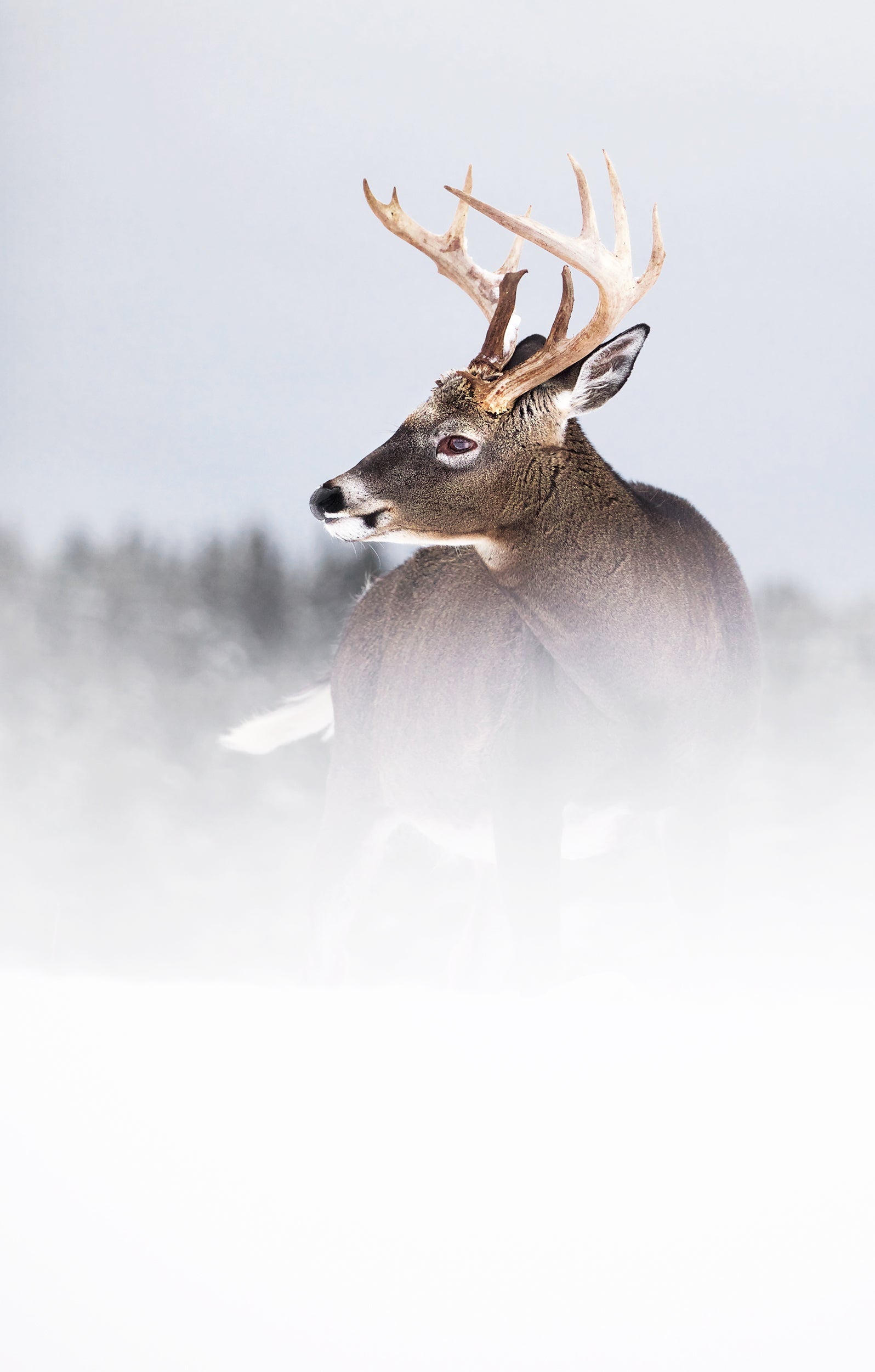 Cerf de Virginie 037