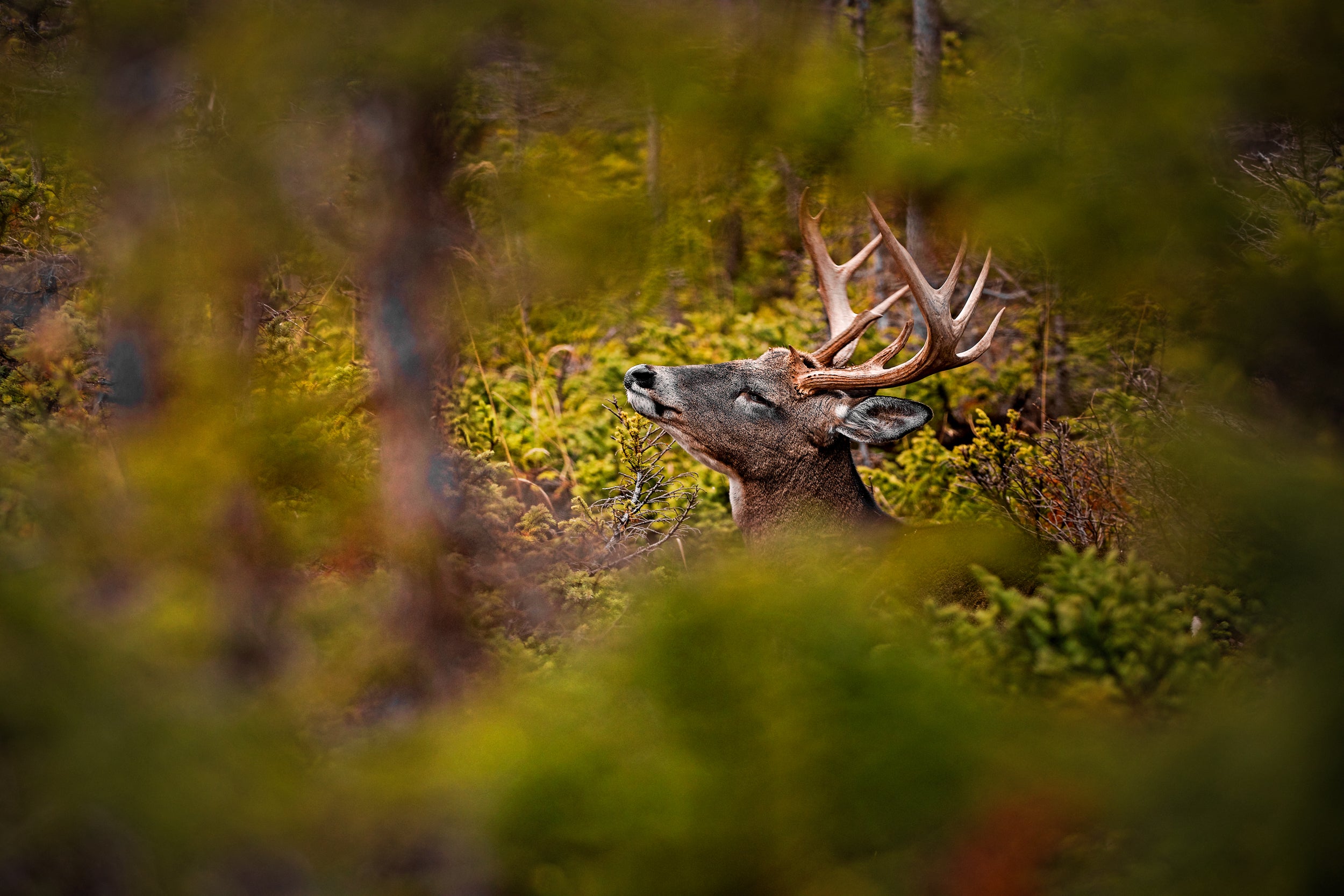Cerf de Virginie 038