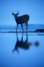 Cerf de Virginie 039