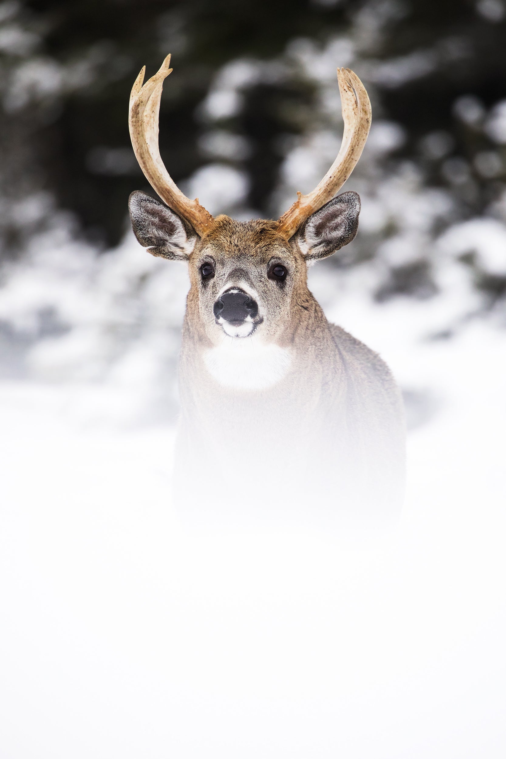 Cerf de Virginie 040