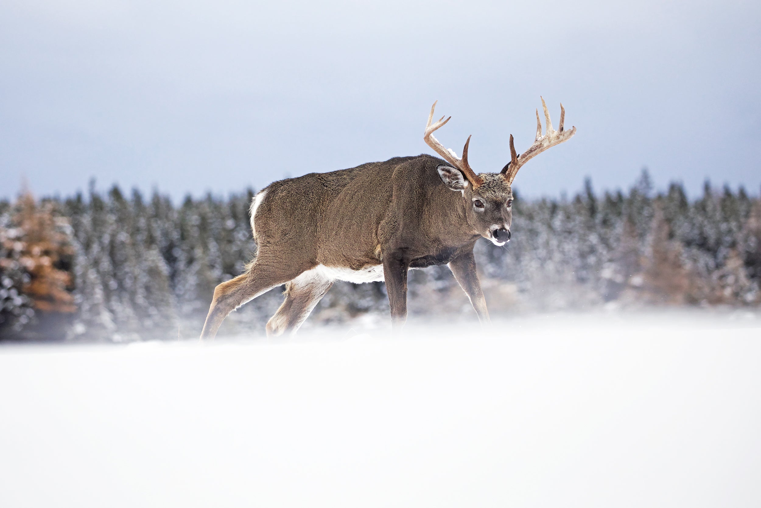 Cerf de Virginie 041