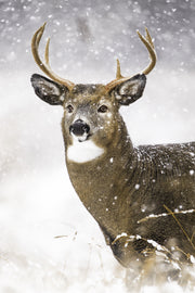 Cerf de Virginie 043