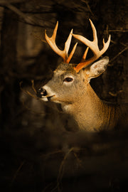 Cerf de Virginie 044