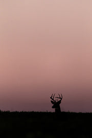 Cerf de Virginie 056