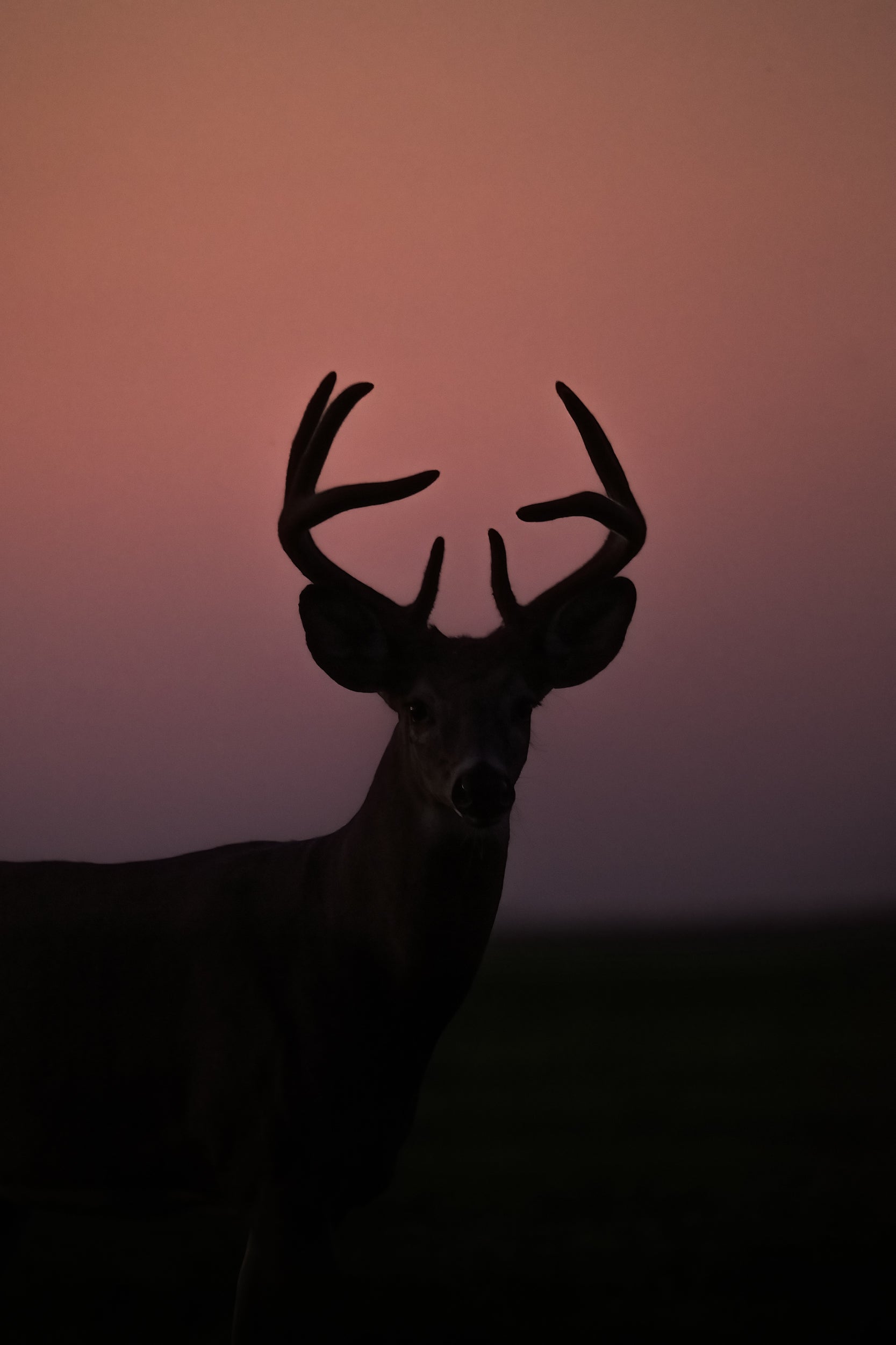 Cerf de Virginie 072