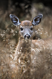 Cerf de Virginie 081
