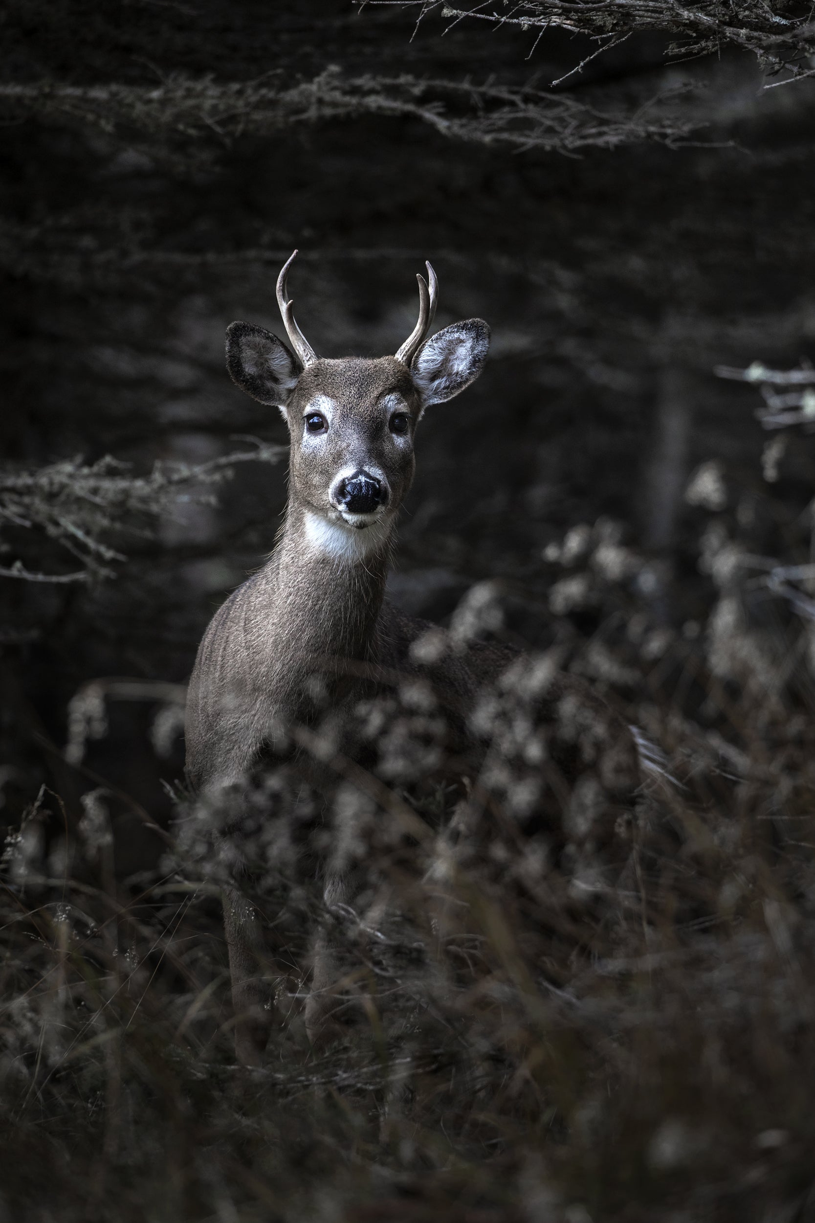Cerf de Virginie 082