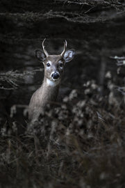 Cerf de Virginie 082