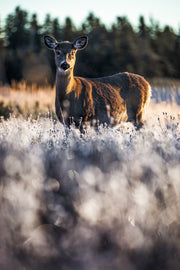 Cerf de Virginie 091