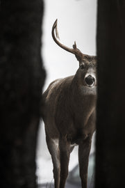 Cerf de Virginie 094