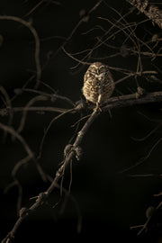 Chevêche des terriers 001