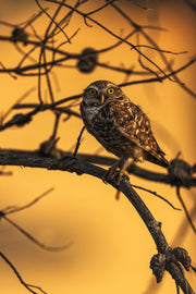 Chevêche des terriers 002