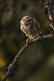 Chevêche des terriers 004