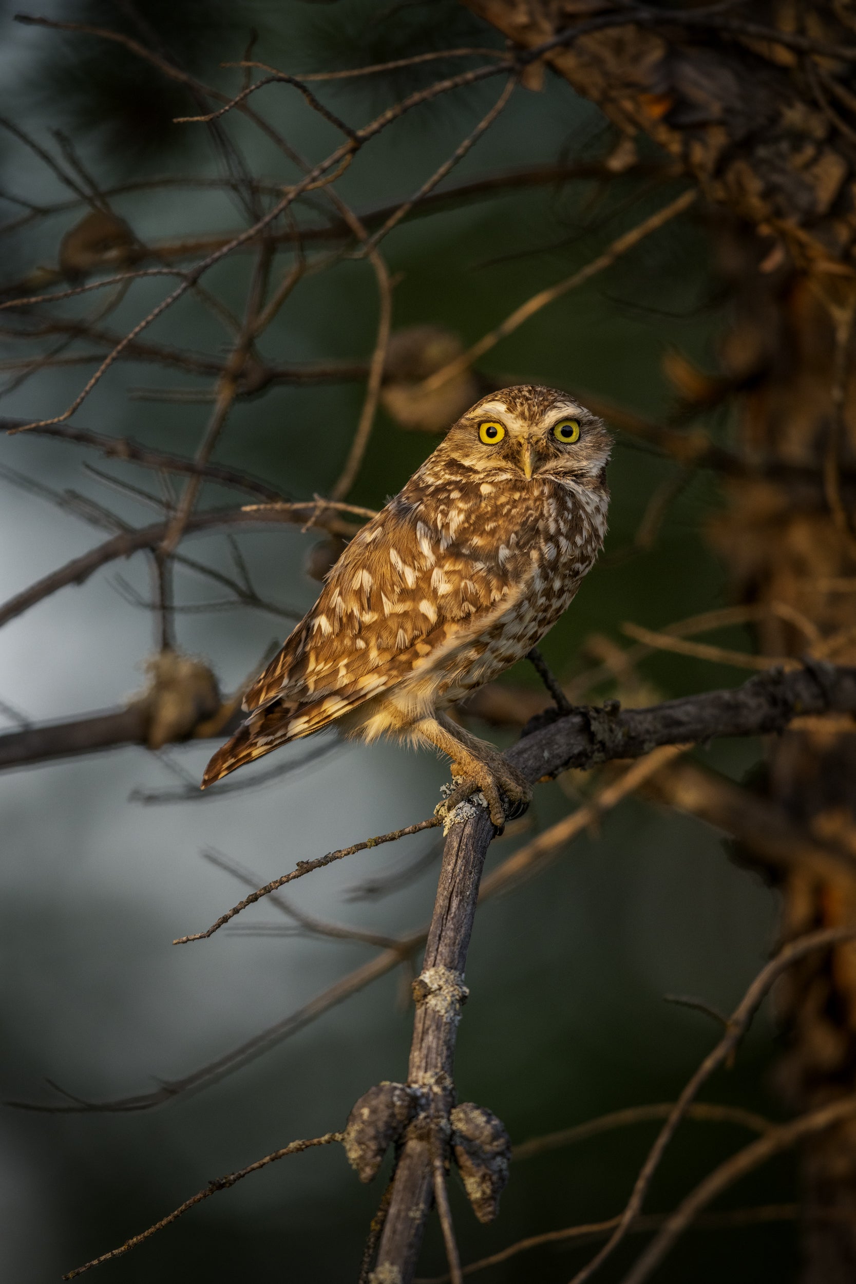 Chevêche des terriers 005