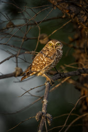 Chevêche des terriers 005