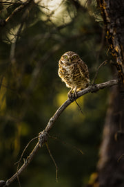 Chevêche des terriers 006