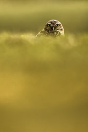 Chevêche des terriers 008