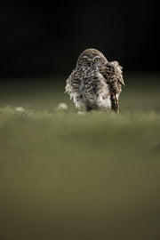 Chevêche des terriers 009