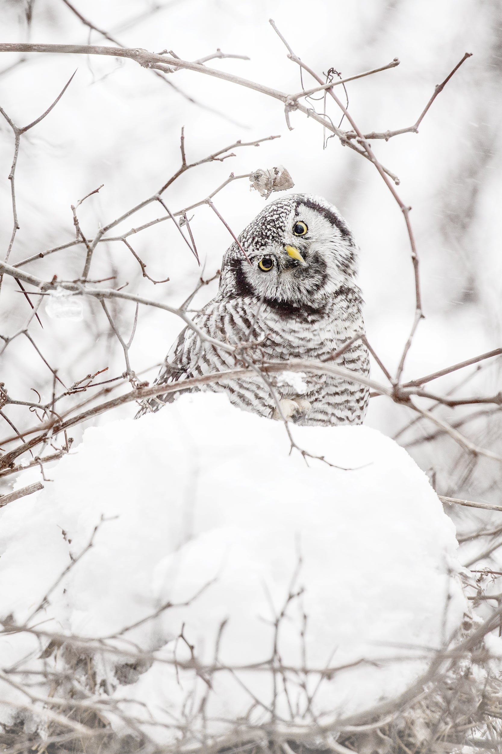 Chouette épervière 001