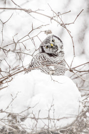 Chouette épervière 001