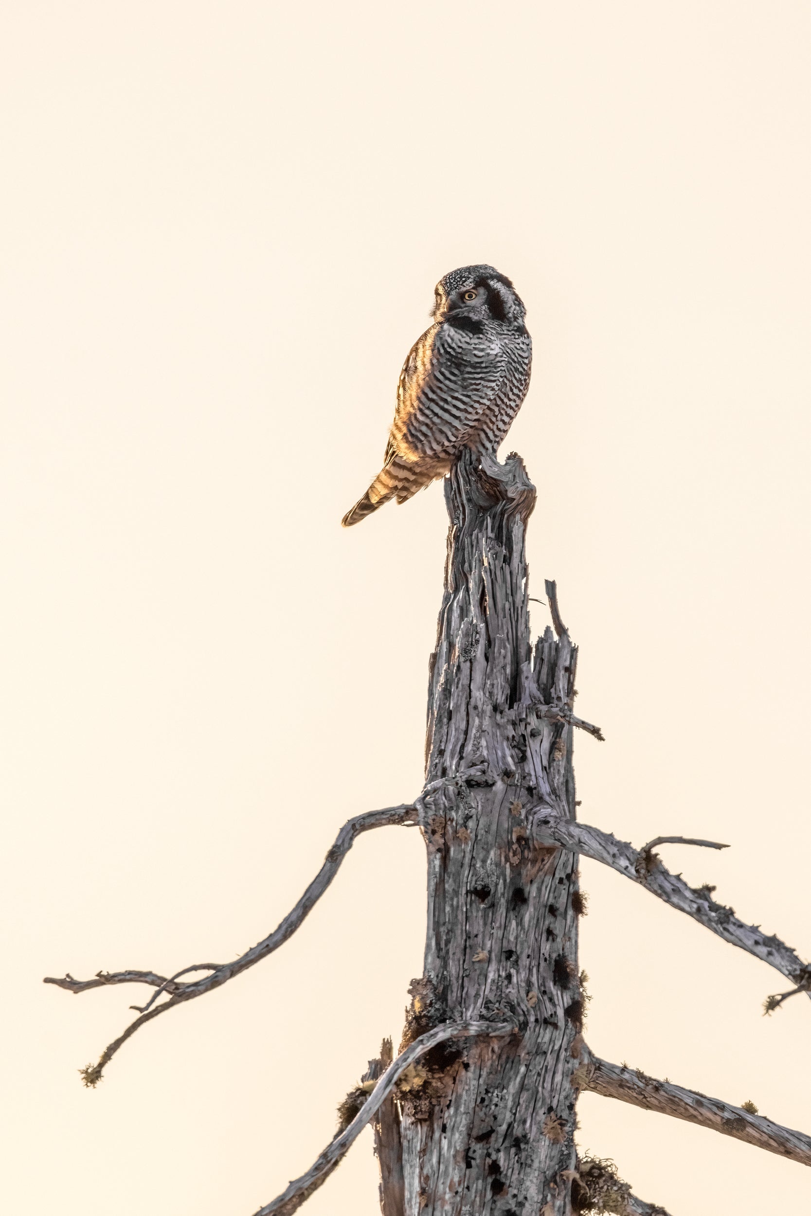 Chouette épervière 011