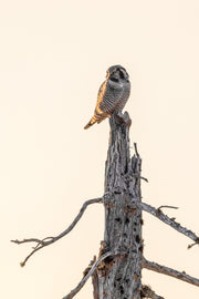 Chouette épervière 011