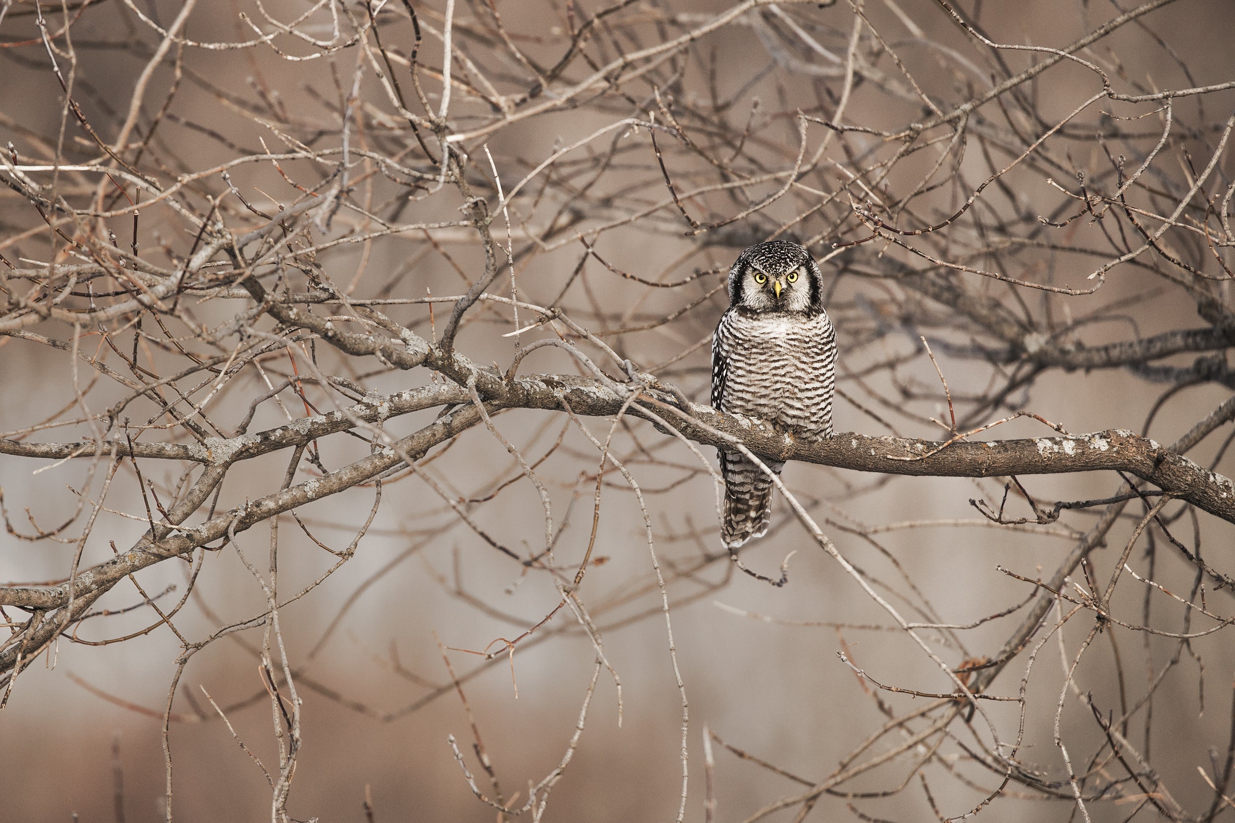 Chouette épervière 002