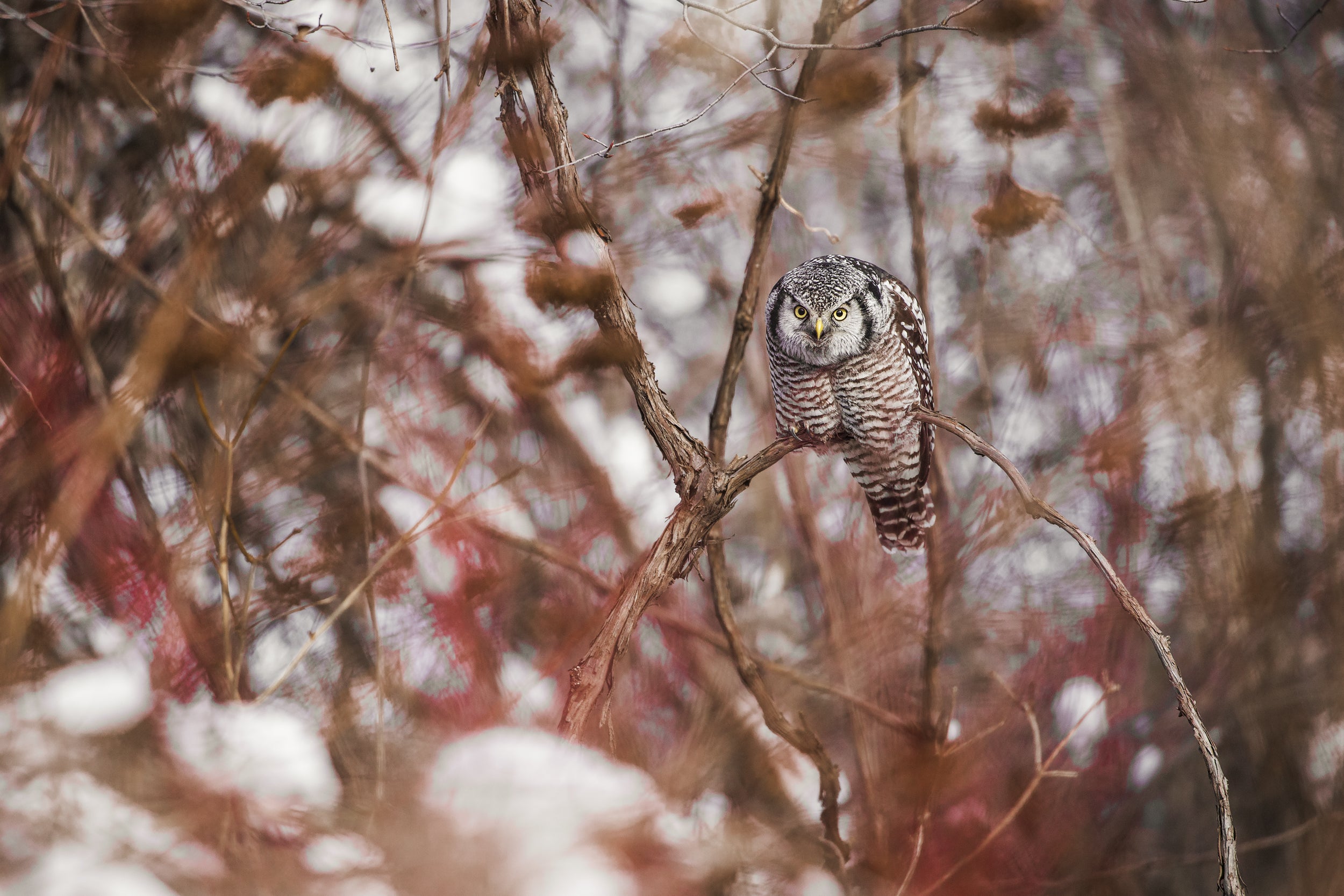 Chouette épervière 003