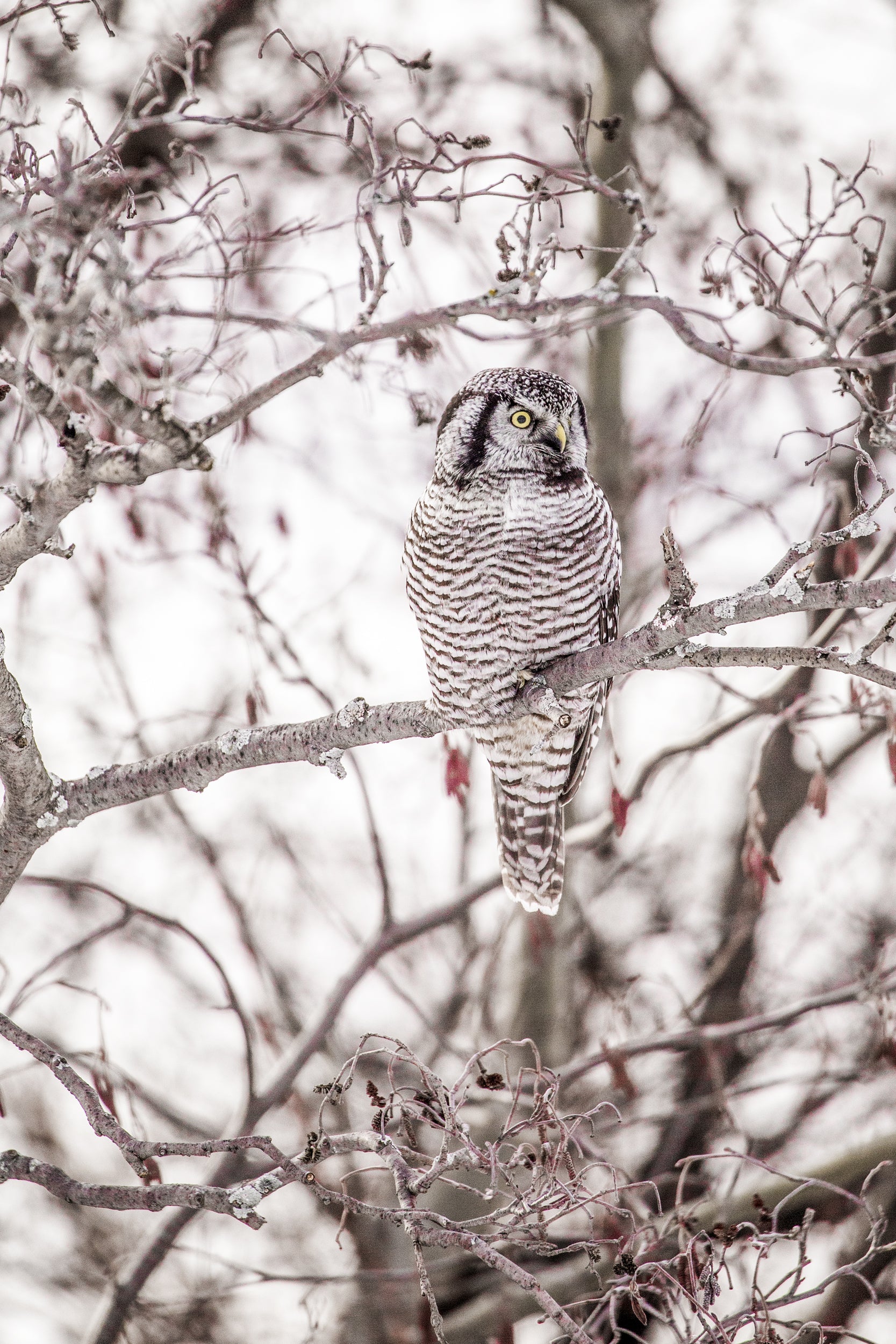 Chouette épervière 005