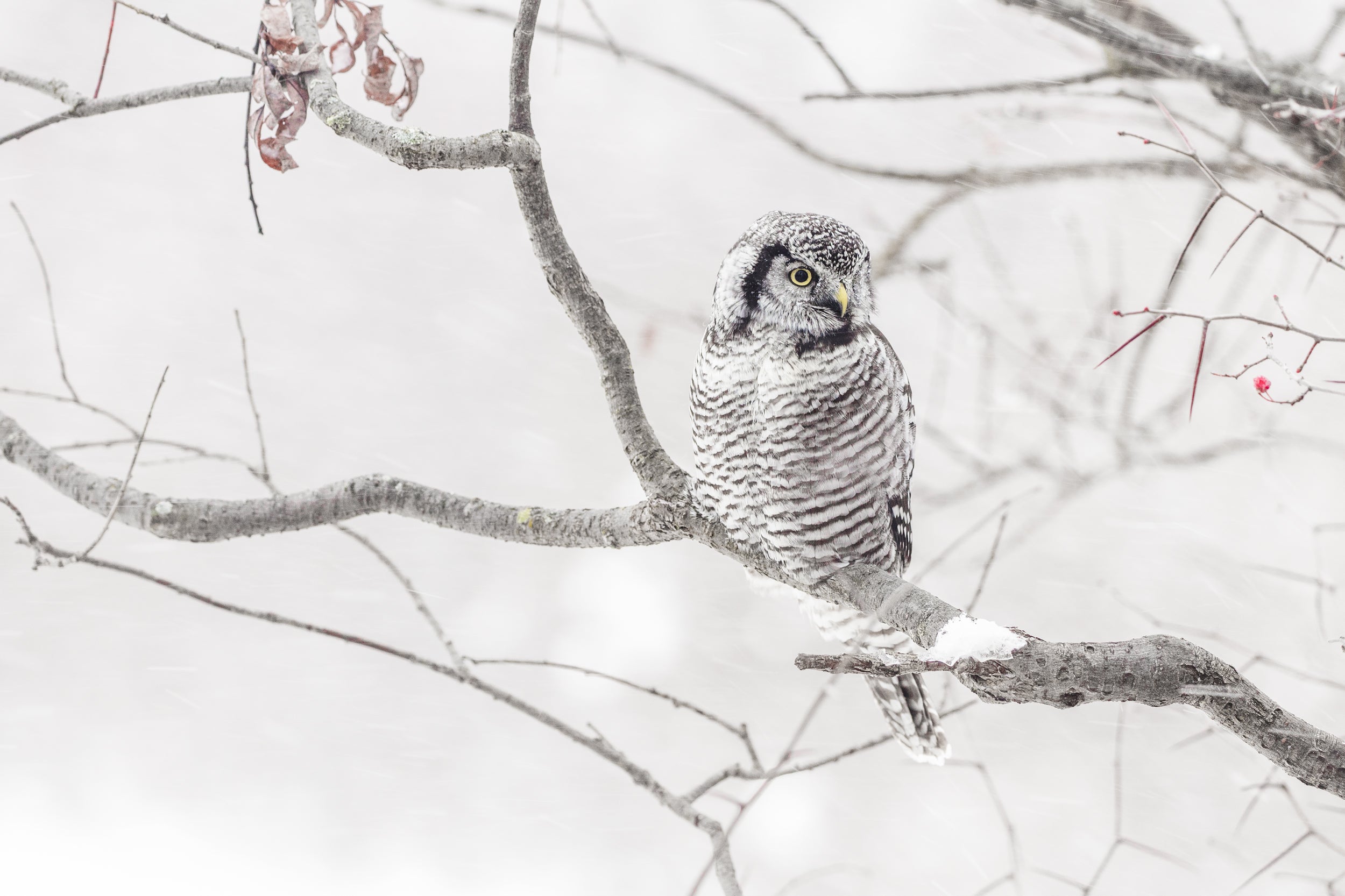 Chouette épervière 006