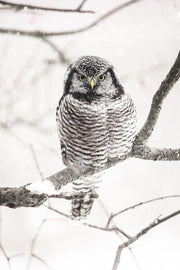 Chouette épervière 008