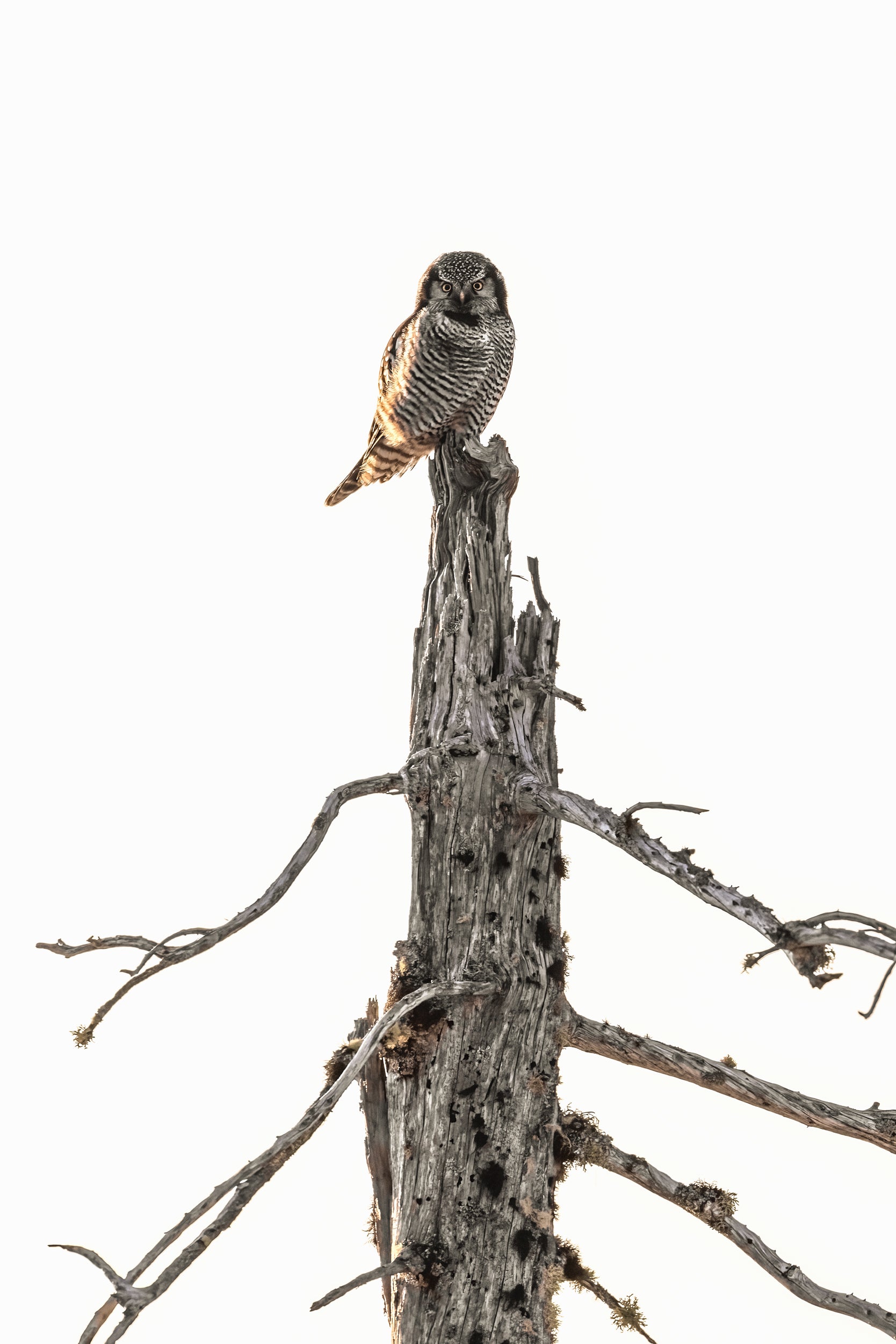 Chouette épervière 009