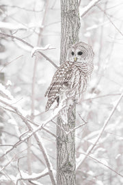 Chouette rayée 005