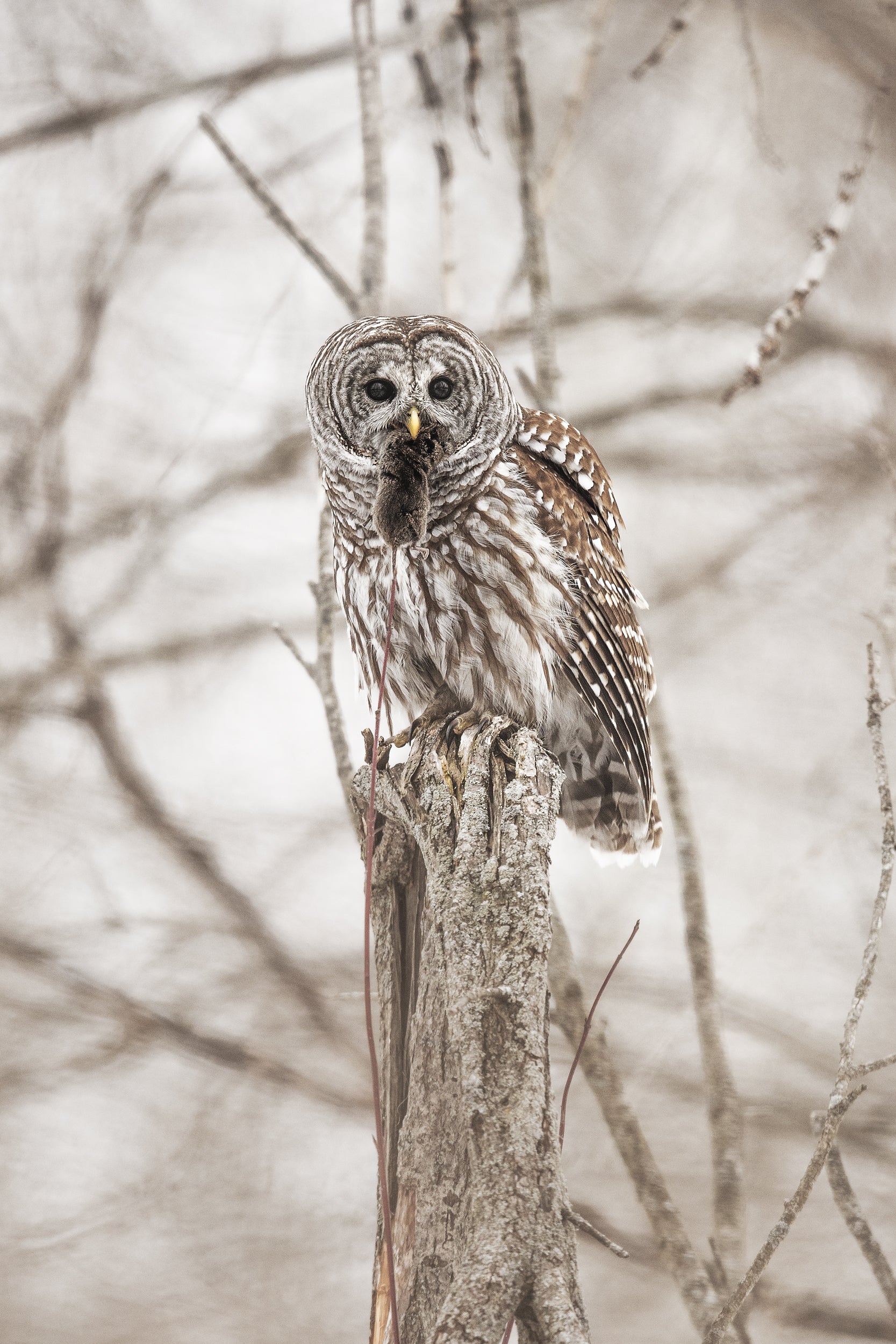 Chouette rayée 012