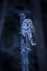 Chouette rayée 014