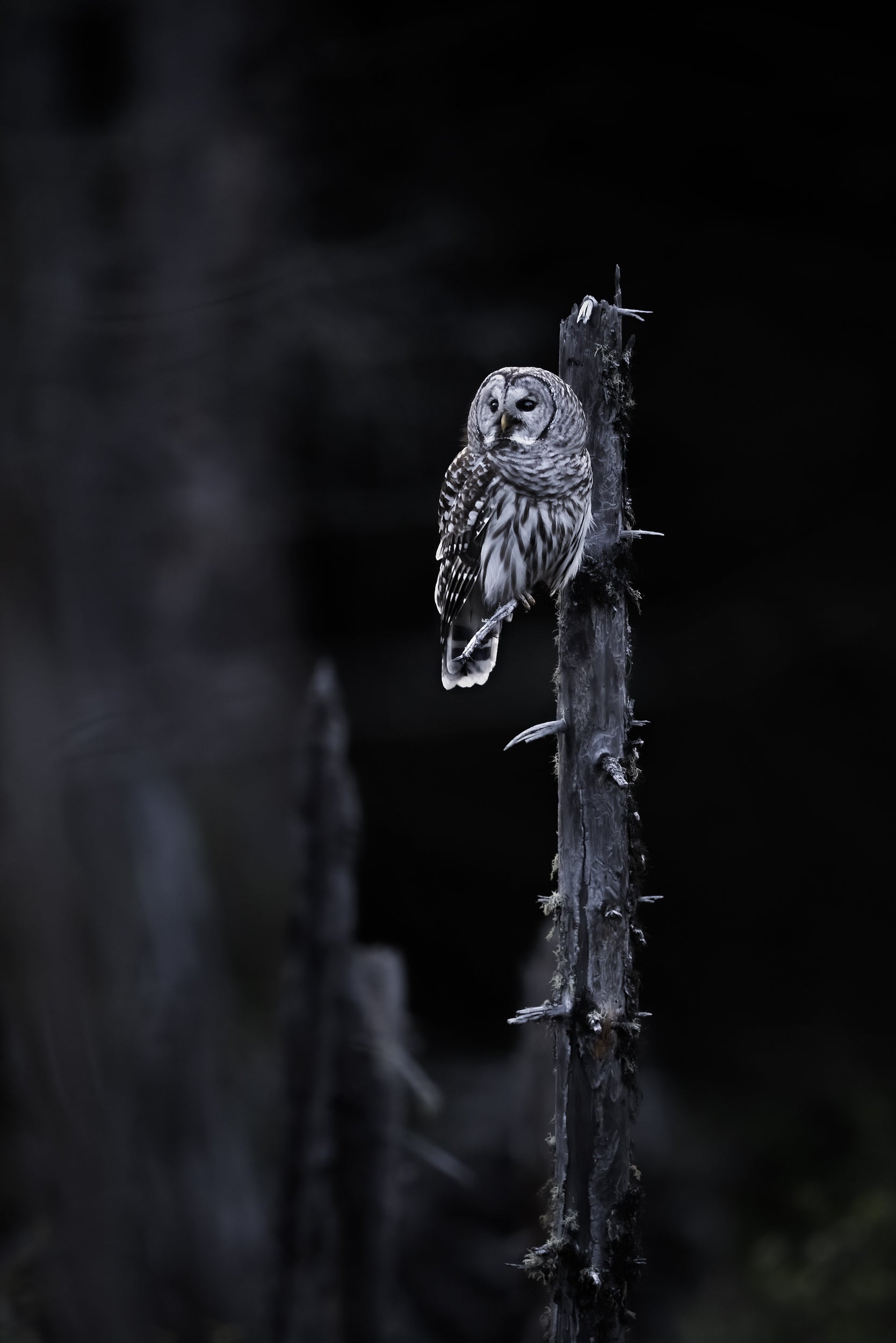 Chouette rayée 015