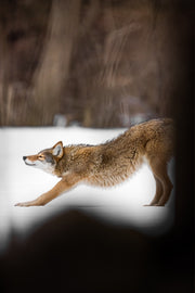 Coyote - Hiver 013