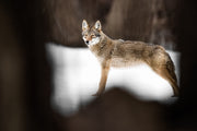 Coyote - Hiver 014