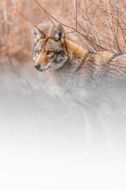 Coyote - Hiver 016