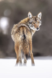 Coyote - Hiver 018