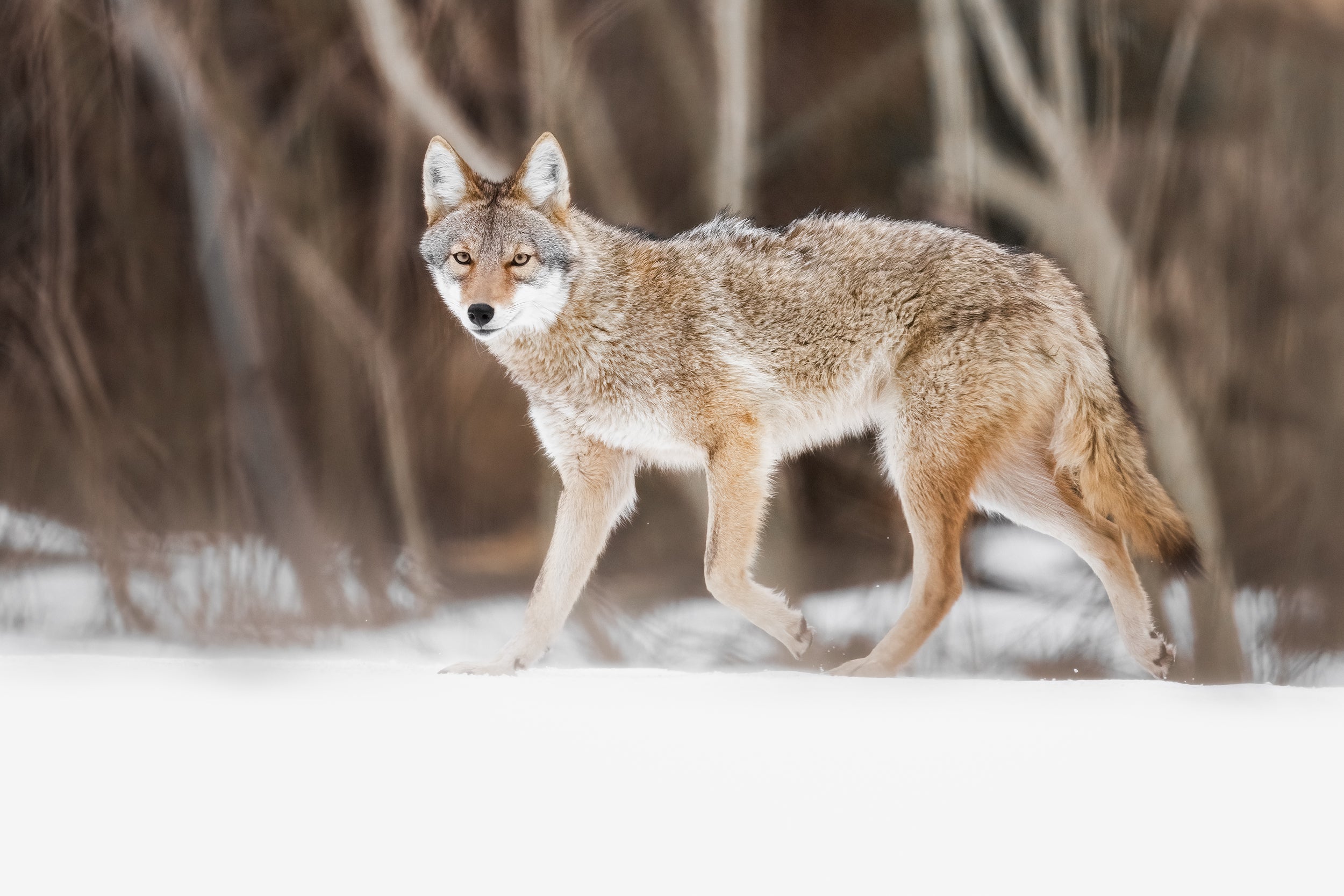 Coyote - Hiver 019