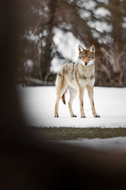 Coyote - Hiver 002