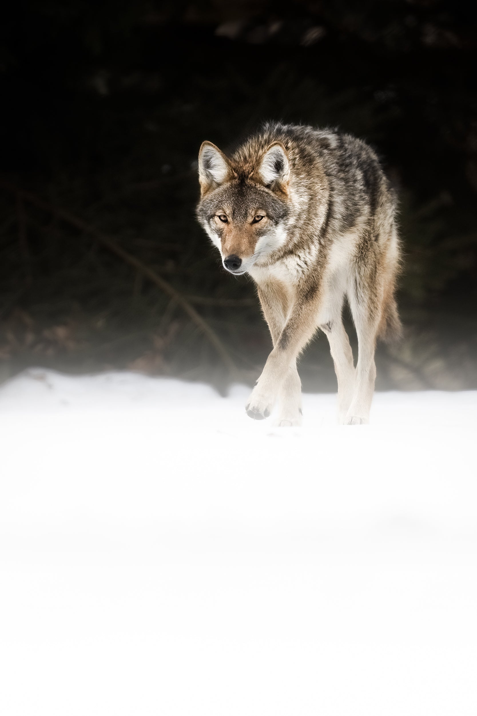Coyote - Hiver 004