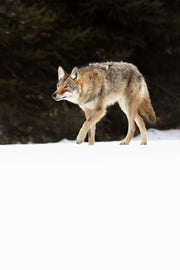 Coyote - Hiver 005