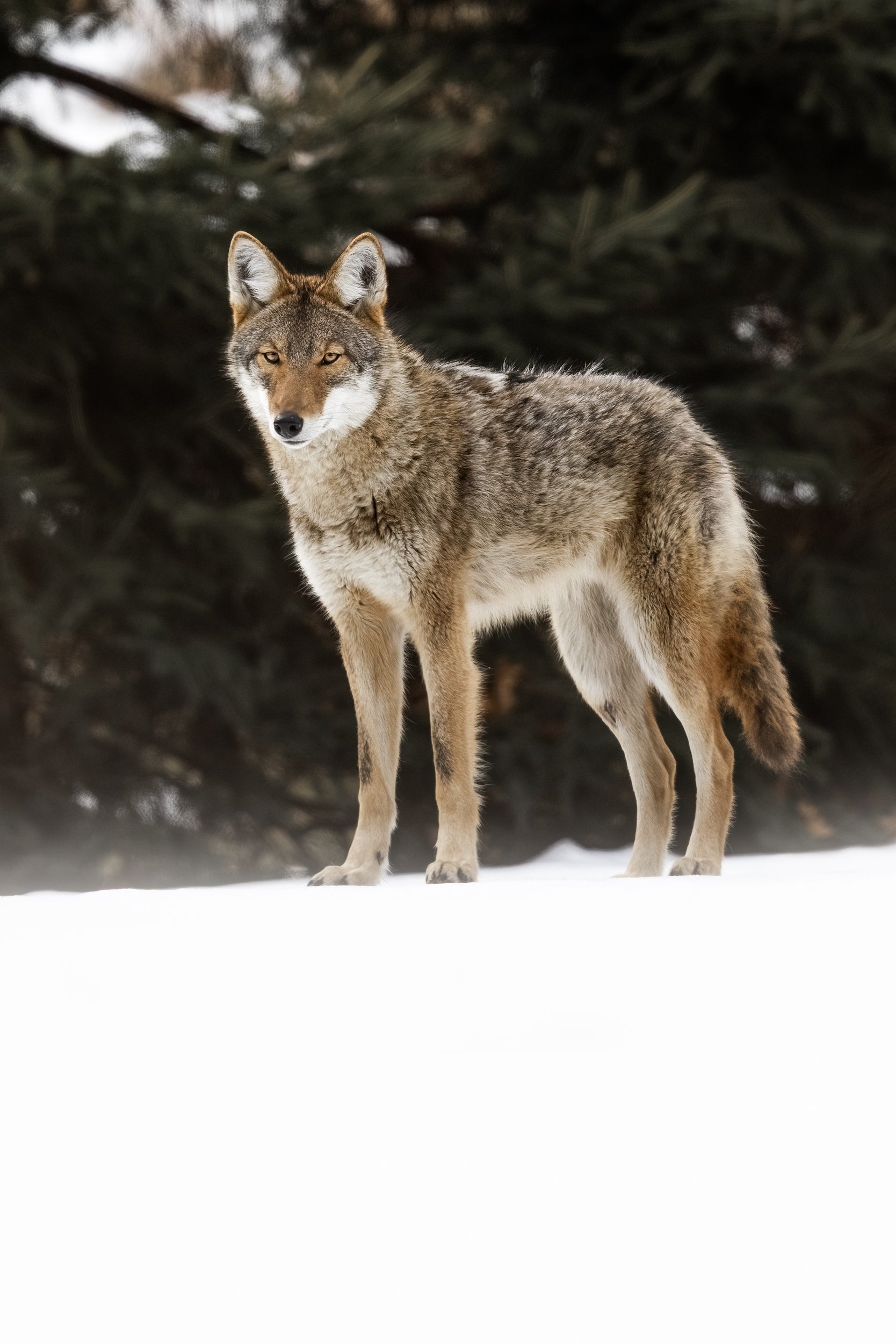 Coyote - Hiver 006