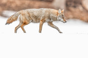 Coyote - Hiver 008